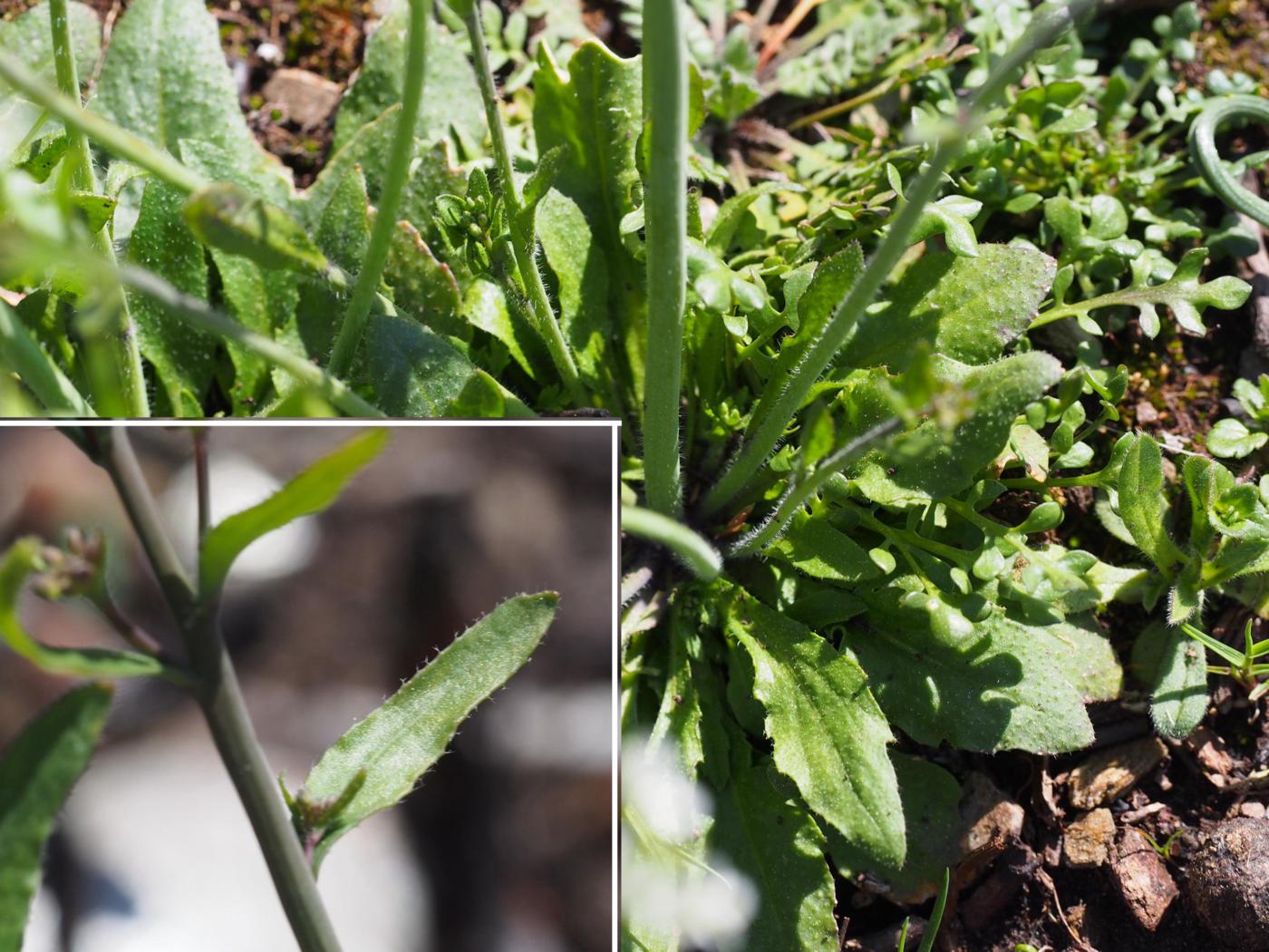 Cress, Thale leaf